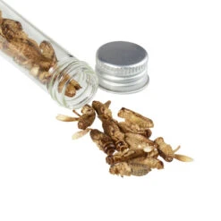 Snack-Insects GRILLON NOCOLOR 7 Snack-Insects GRILLON NOCOLOR -CampWelt Verkäufe 276934 a grillon snackinsects